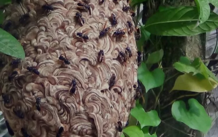 Nahas!!! Bocah 5 Tahun di Bekasi Tewas Diserang Tawon Vespa